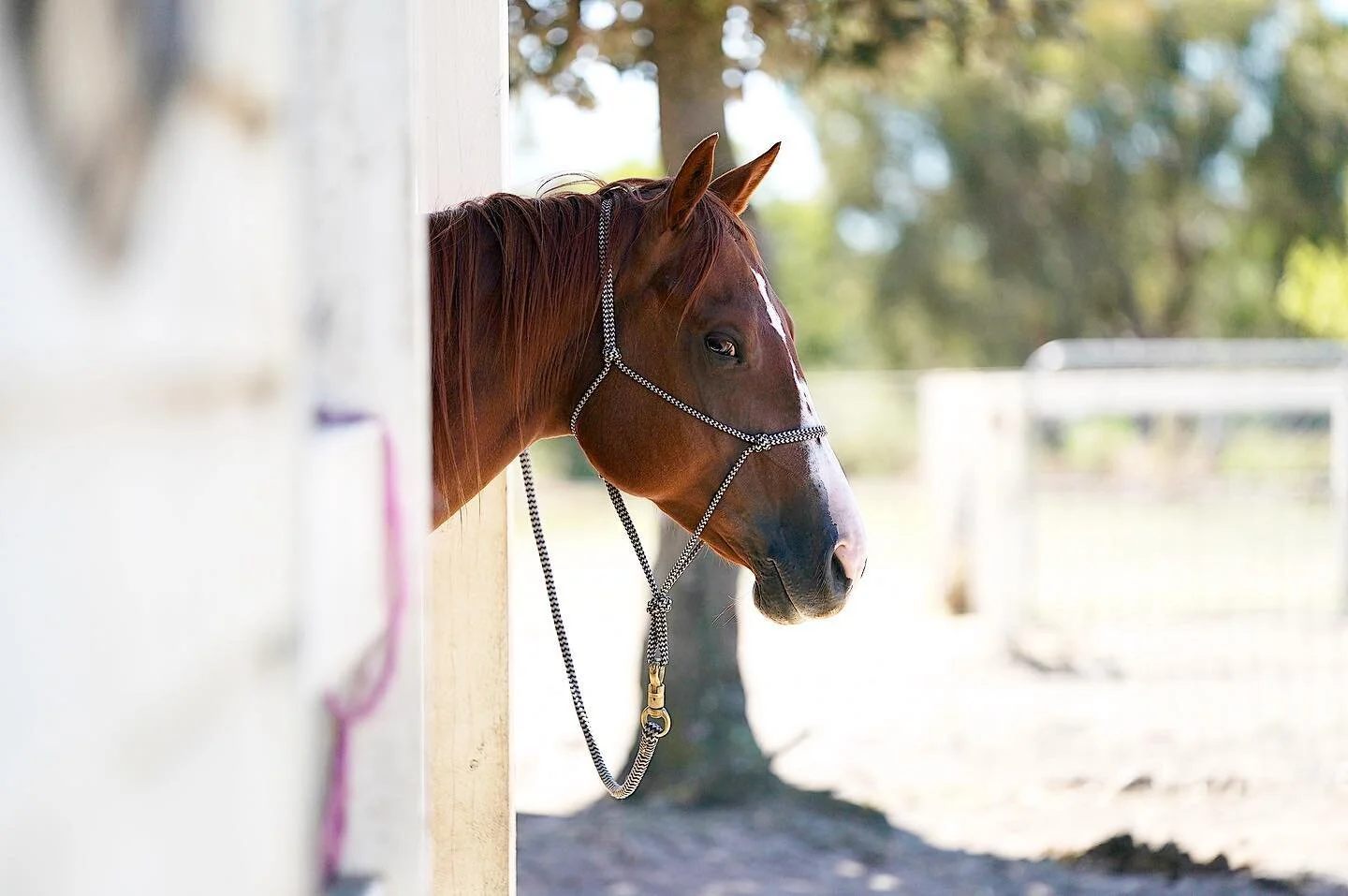 Sneaky Peek @_horsesforcauses