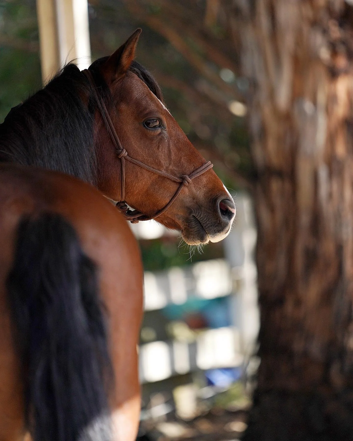 Sir &lsquo; Safari&rsquo; Ready and Waiting @_horsesforcauses