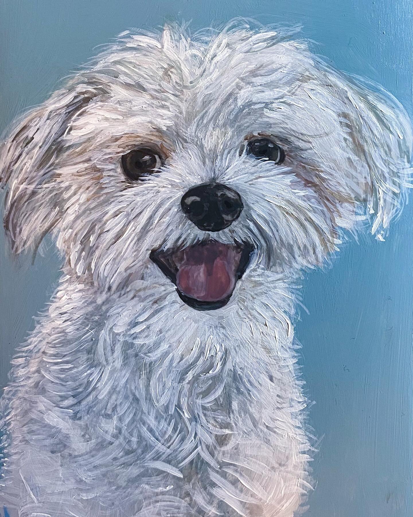 &ldquo;Bogie&rdquo; named after Humphrey Bogart &bull;1 year&bull;Maltese Poodle 
Favorite Activities: Running through the house, playing fetch with his squeaky toy, going for a walk, and making friends with other dogs and people
Bogie weighs only 9 