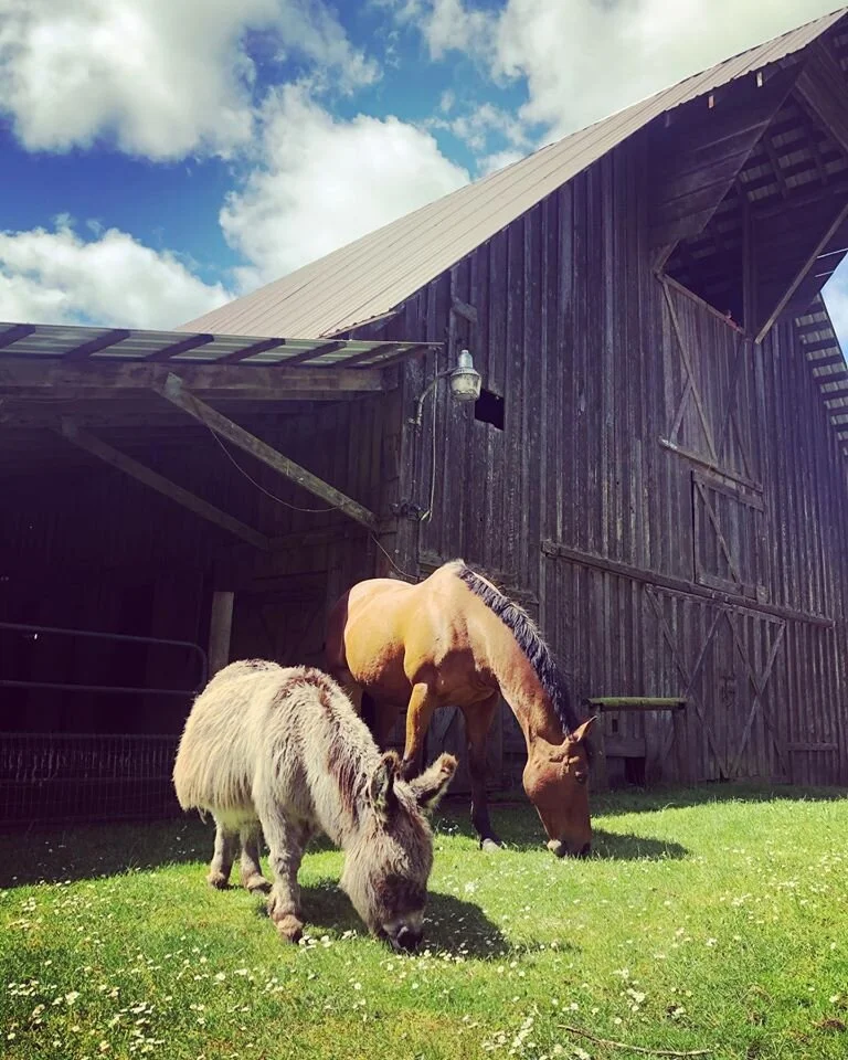 Tater and Paco enjoying sunshine in front of the barn