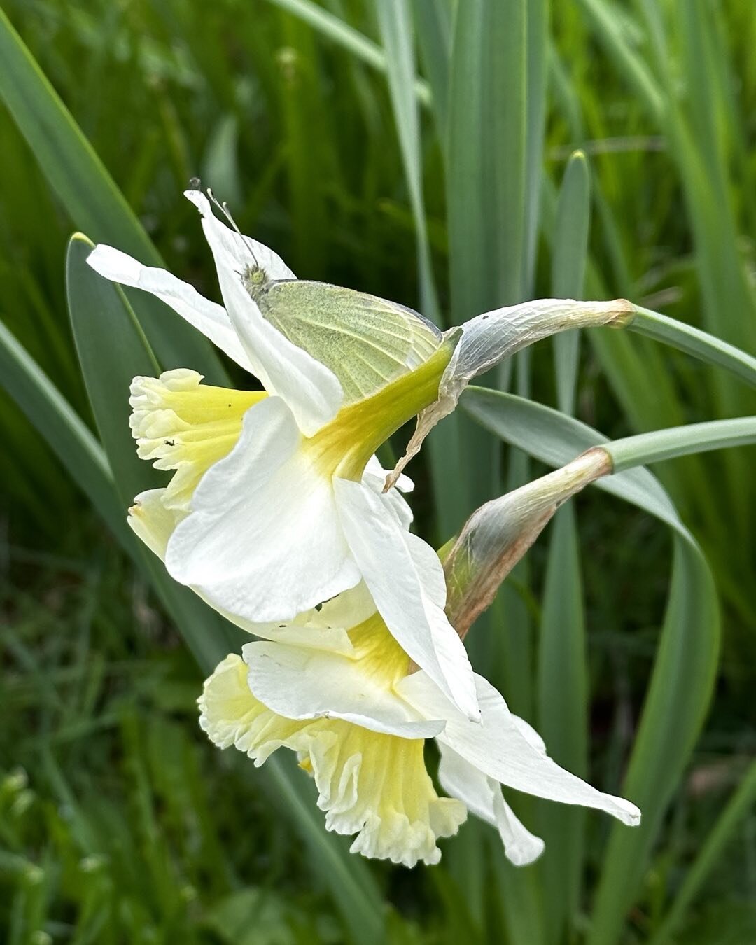 What do you see? 🧐 

#oregonflowers #daffodils #moths