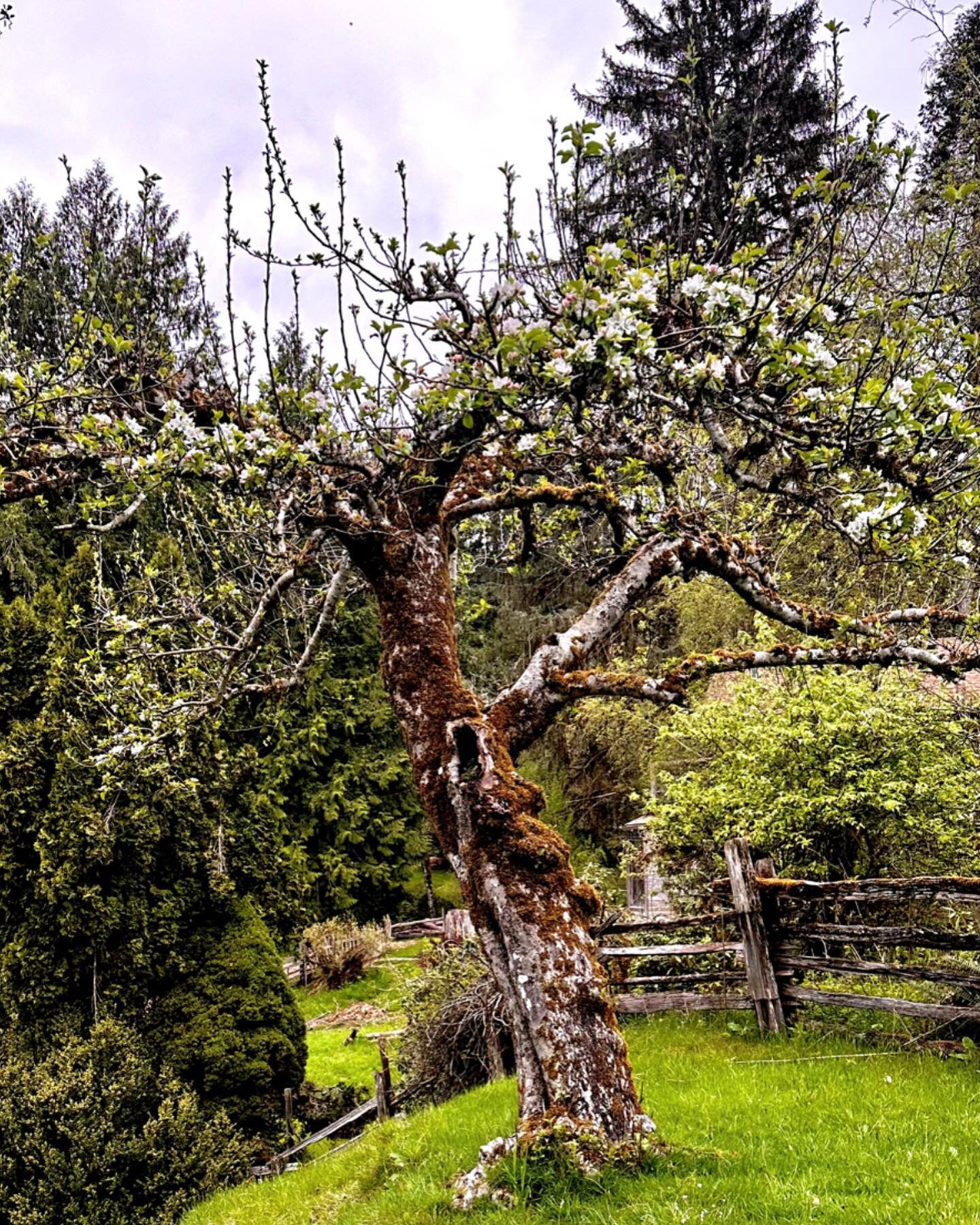 The ancient orchard is in full bloom🌸

#oregonfarms #oregonfarmstay #heritageapples #appleblossoms