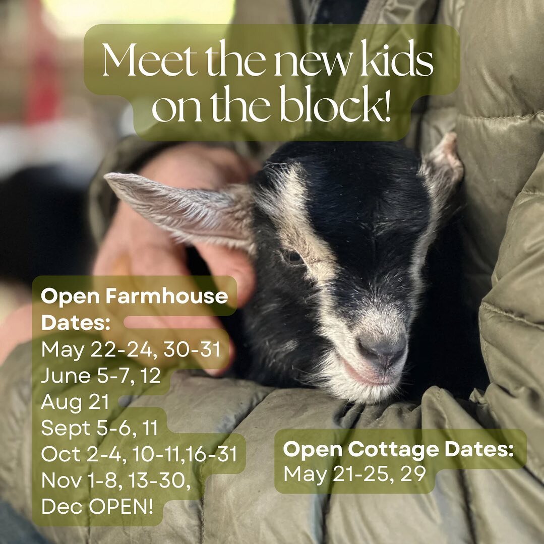 Last chance to book the cottage! Come meet the new kids on the block: Axel &amp; Astrid! 

Single night premium waived for these dates!

#oregonfarmstays #oregonfarmstay #sheepfarm #goatkids #farmstayoregon