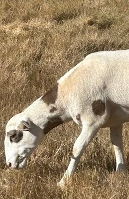 spotted sheep