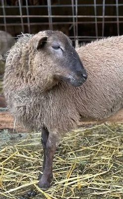 brown sheep head tipped back