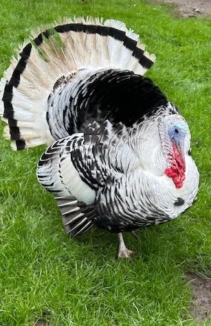 white and black turkey puffed up