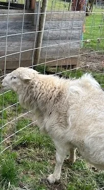 white ram