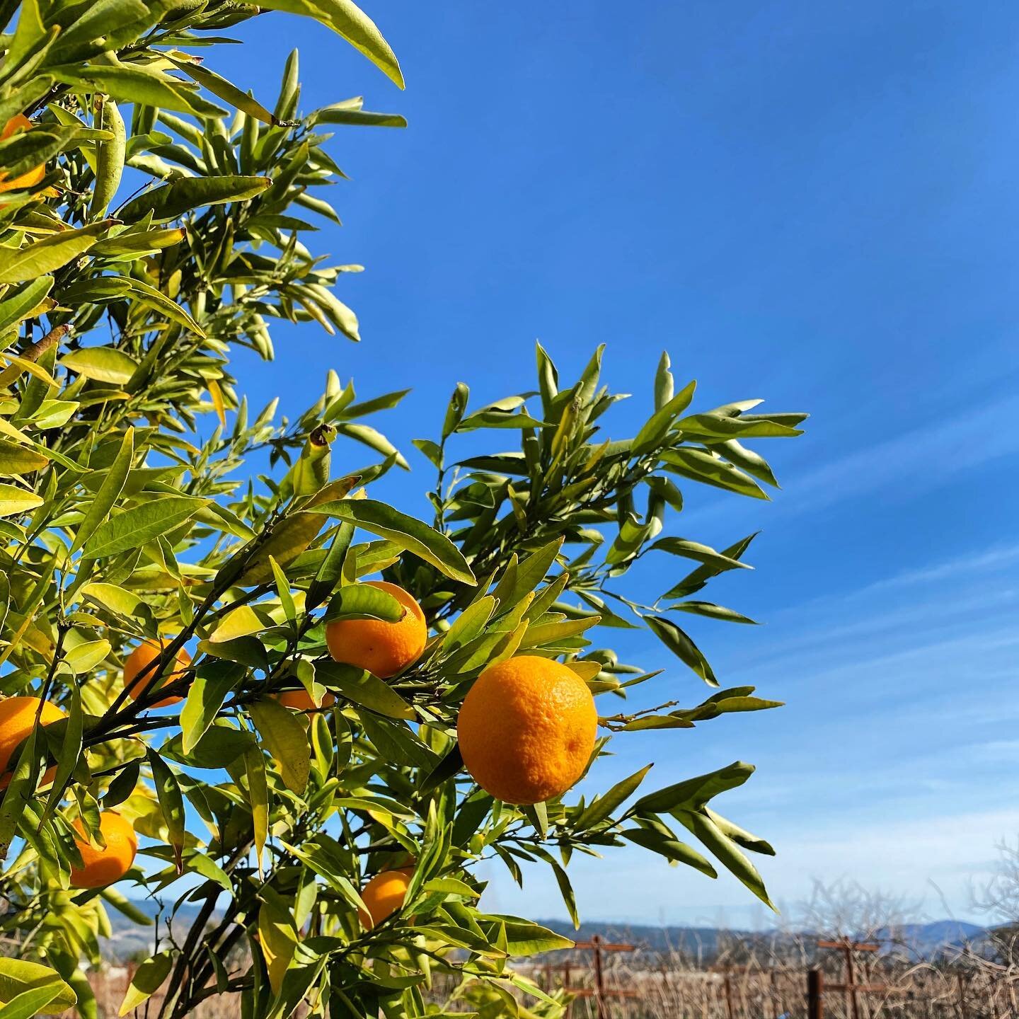 Satsuma season. 🧡 #lewellingranch