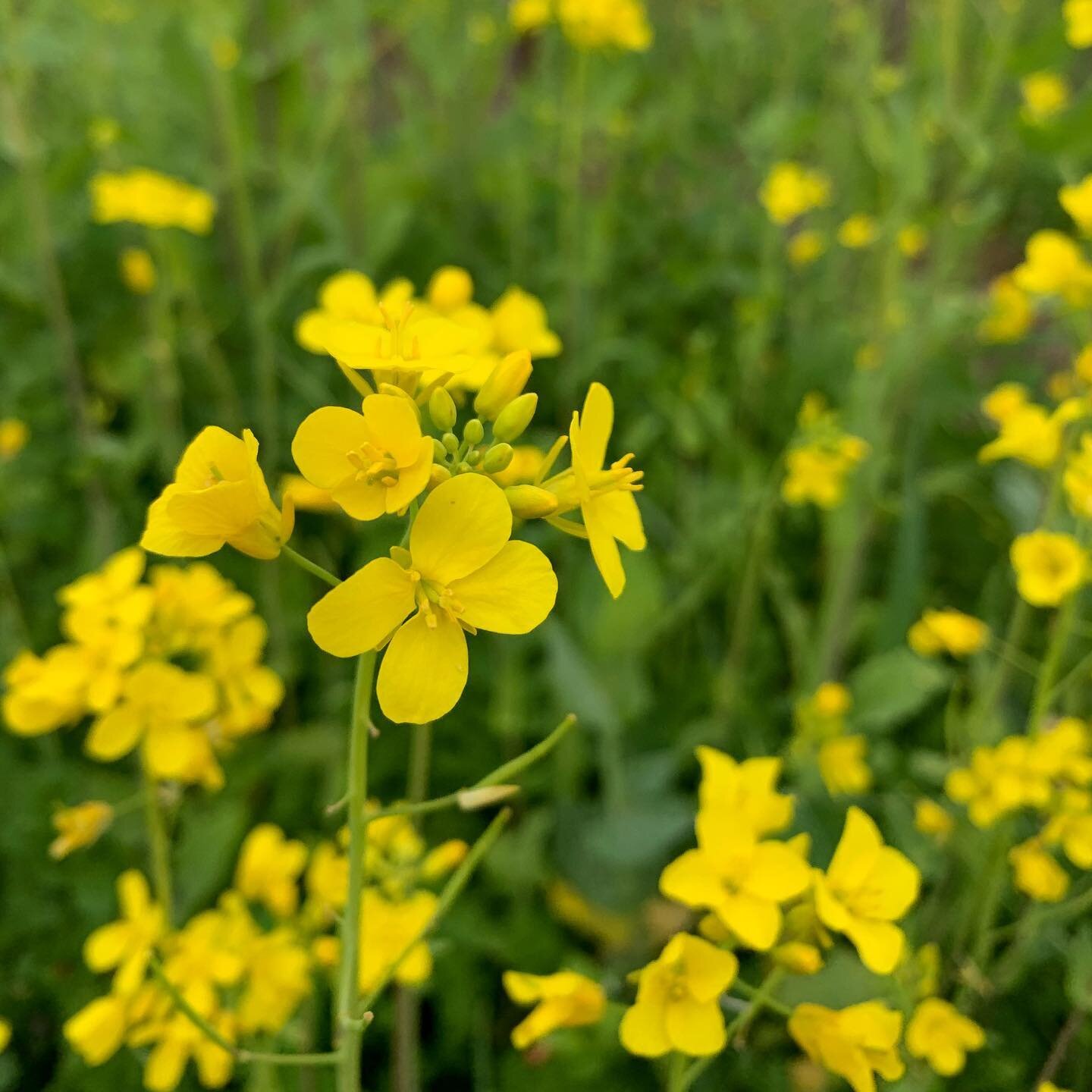 One year when I was small, my parents made me a fort in a field of mustard, with four grape stakes and two old sheets. The sheets were the floor and the ceiling and the mustard, at least three feet tall, was the walls. I remember laying on the sheet 