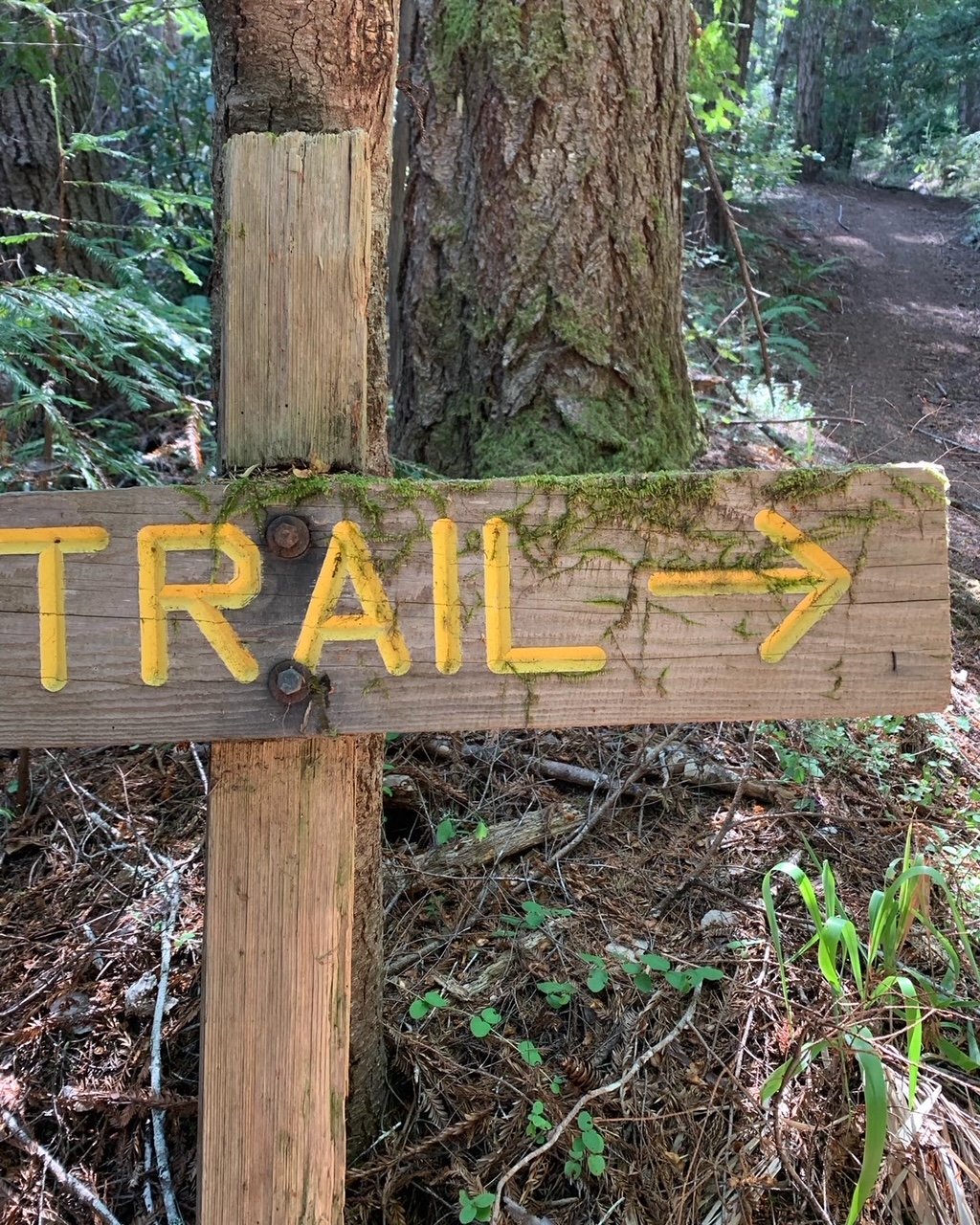Ibis Migration Mendocino
