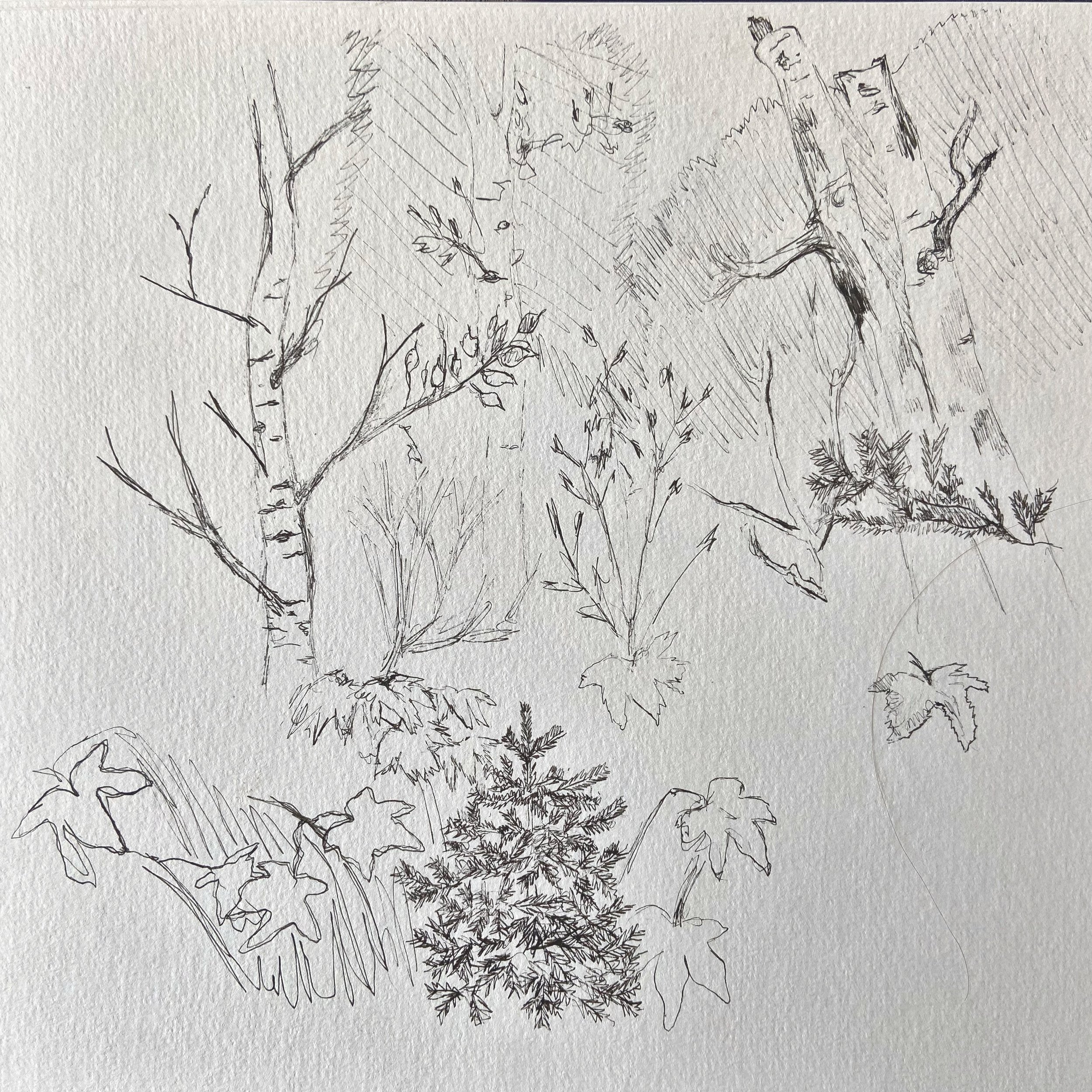 Tree sketch | Kangaroo Valley | pencil | 2023