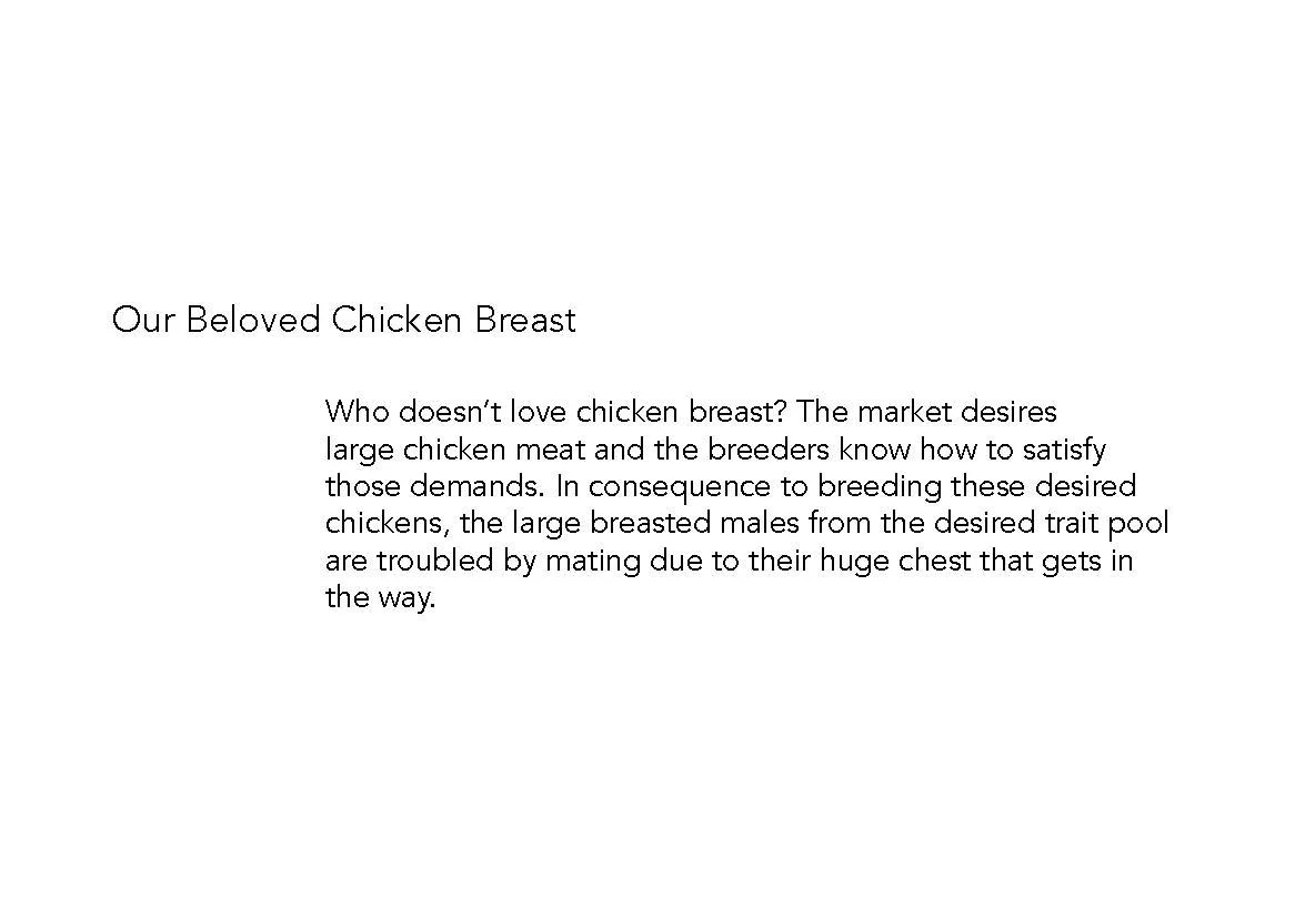 Chicken Stories E-book sgle page_Page_11.jpg
