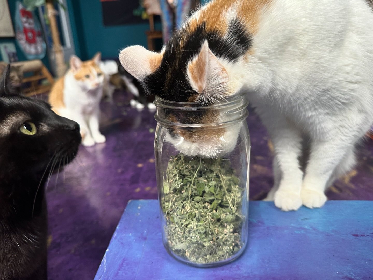 When the catnip hits 😹

Hey Atlanta!
We open at 11:11am Thursday - Saturday 
&amp; Sundays at 1:11pm for Cat Yoga and Music in Sound Gallery. 

Come get your day time cat snuggles!