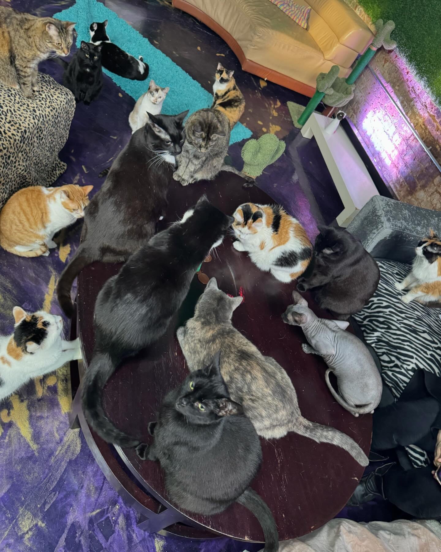 TFW resident cats also have team meetings. Gotta prepare to give the best CATxperience! 

We open at 11:11am. Come study with them, work next to them, or just relax and enjoy their company 😻

Coffee, tea, kombucha, and other refreshing drinks on the