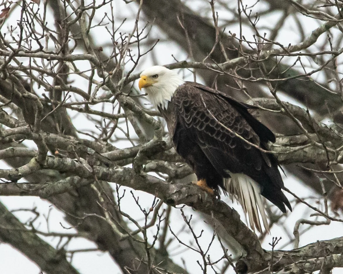 Bald Eagle in Tree.jpg