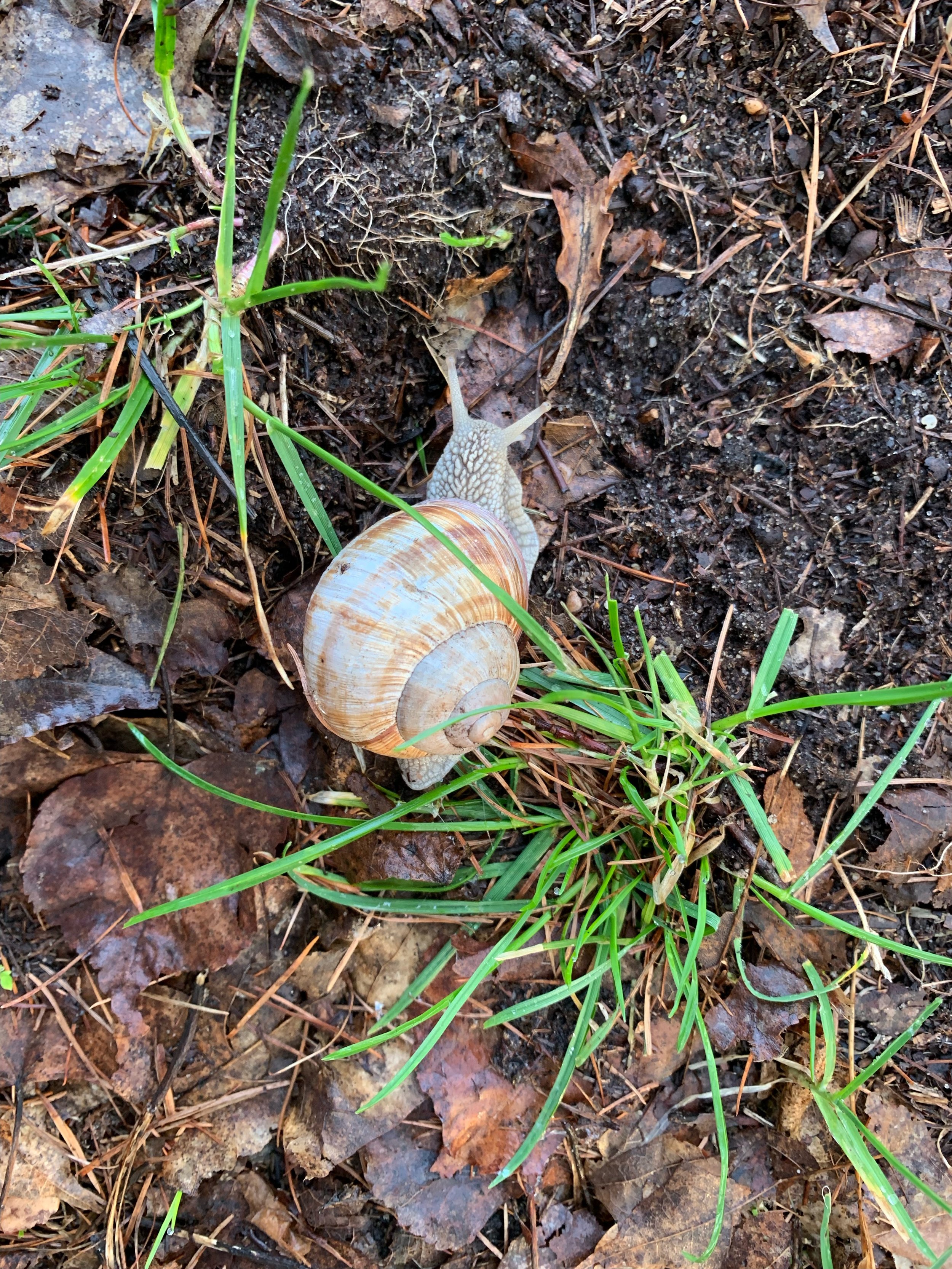 garden snail in Poland