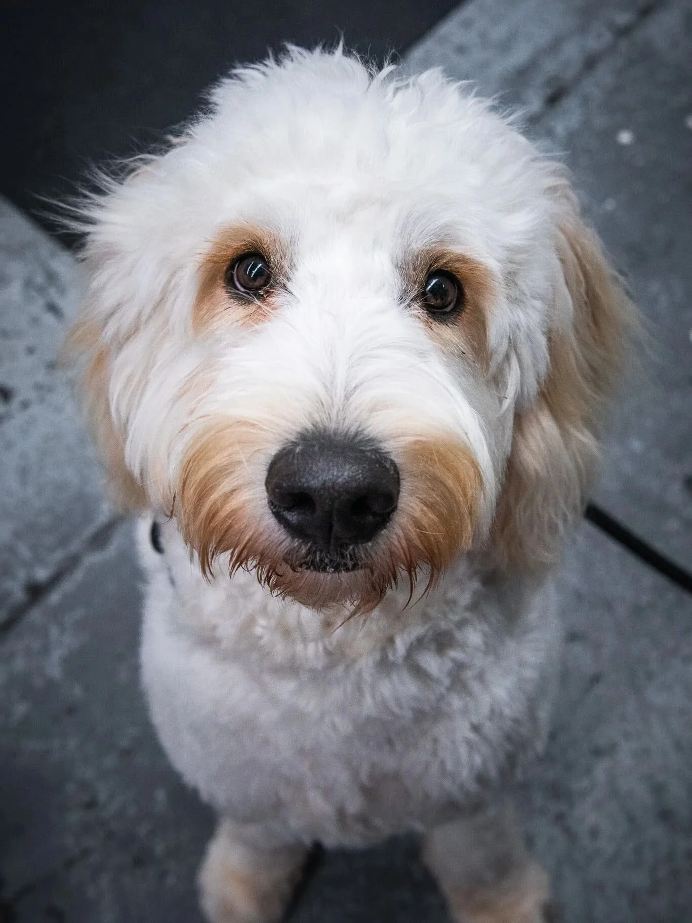 A white broodle dog