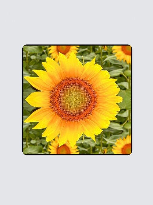 https://i.etsystatic.com/20895634/r/il/bd7625/6539275733/il_fullxfull.6539275733_ckju.jpg