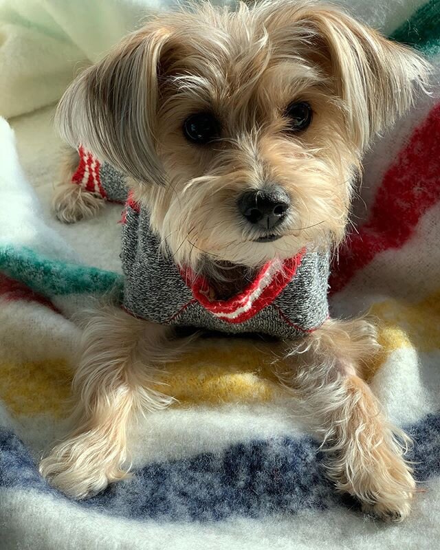 Easing into Sunday... #dogsofinsta #furbaby #pupsofinstagram #priceless #yorkiesofinstagram #takeiteasy #canadian #pupper #sundayfunday #goodvibes #chillvibes #photographylovers #relax #laidback #pure #happiness #ilovephotography #dog #love