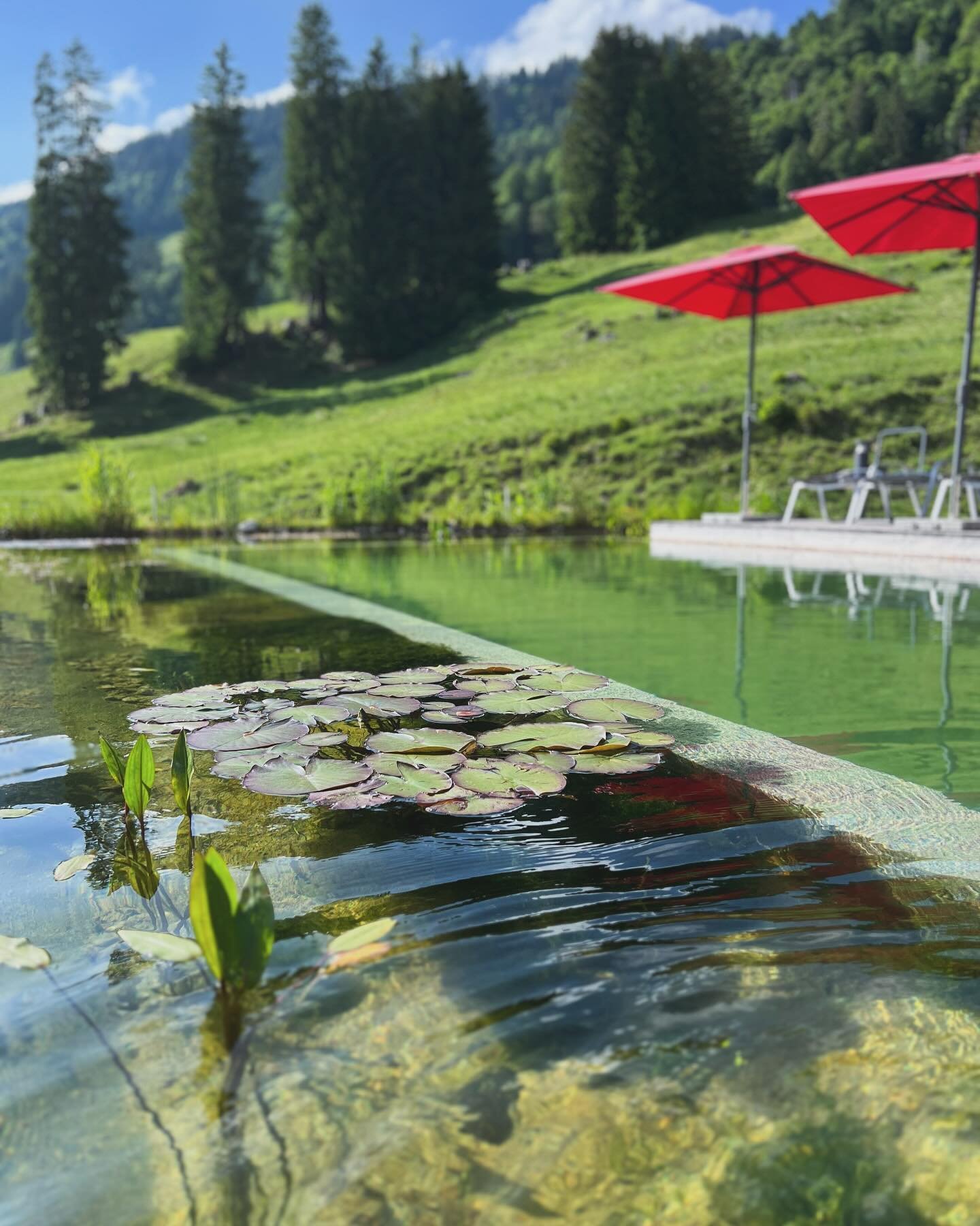 Wir fiebern dem Sommer entgegen 😍☀️ Nach einer Wanderung direkt in den Naturpool h&uuml;pfen 💦  #sommer #urlaubindeutschland #urlaubinbayern #naturpool #wandern #familie #allg&auml;u #balderschwang #schwimmen #sonnen #pool #nature #swim #alpine
