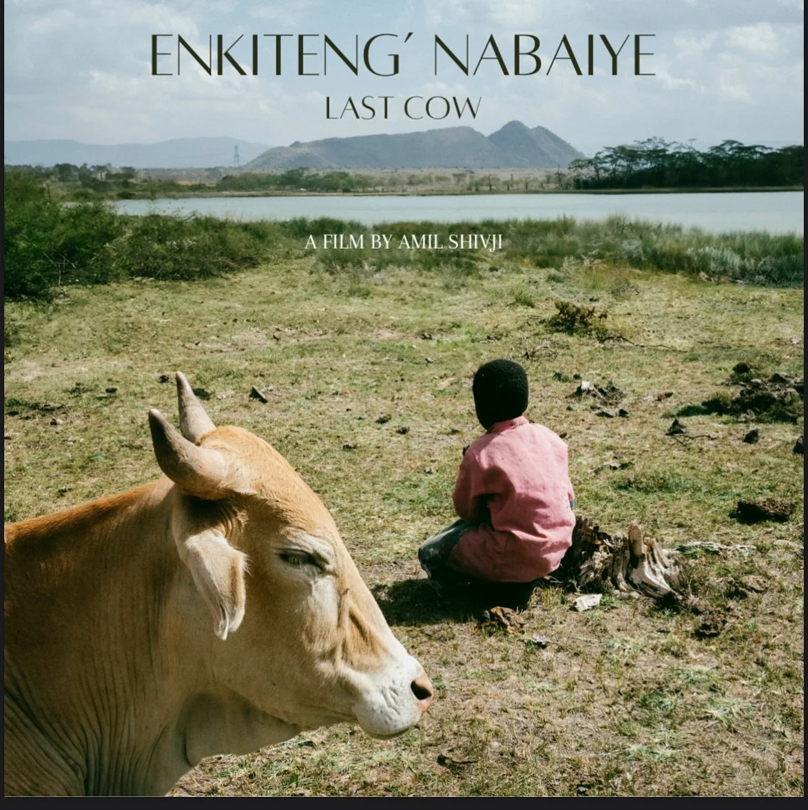 Big news! Enkiteng' Nabaiye (Last Cow) &mdash; written by Amil Shivji and produced by Kijiweni Productions, and @gobezmedia - has been selected for the prestigious Hubert Bals Development Fund! @iffr 

Out of 950+ submissions, we&rsquo;re proud to be