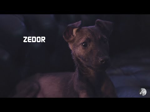 ZEDOR - FreeClip RapLigue
