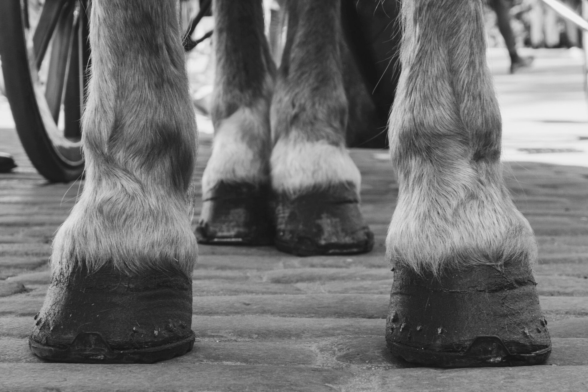 Do Horses Need Shoes? What Is Their Purpose