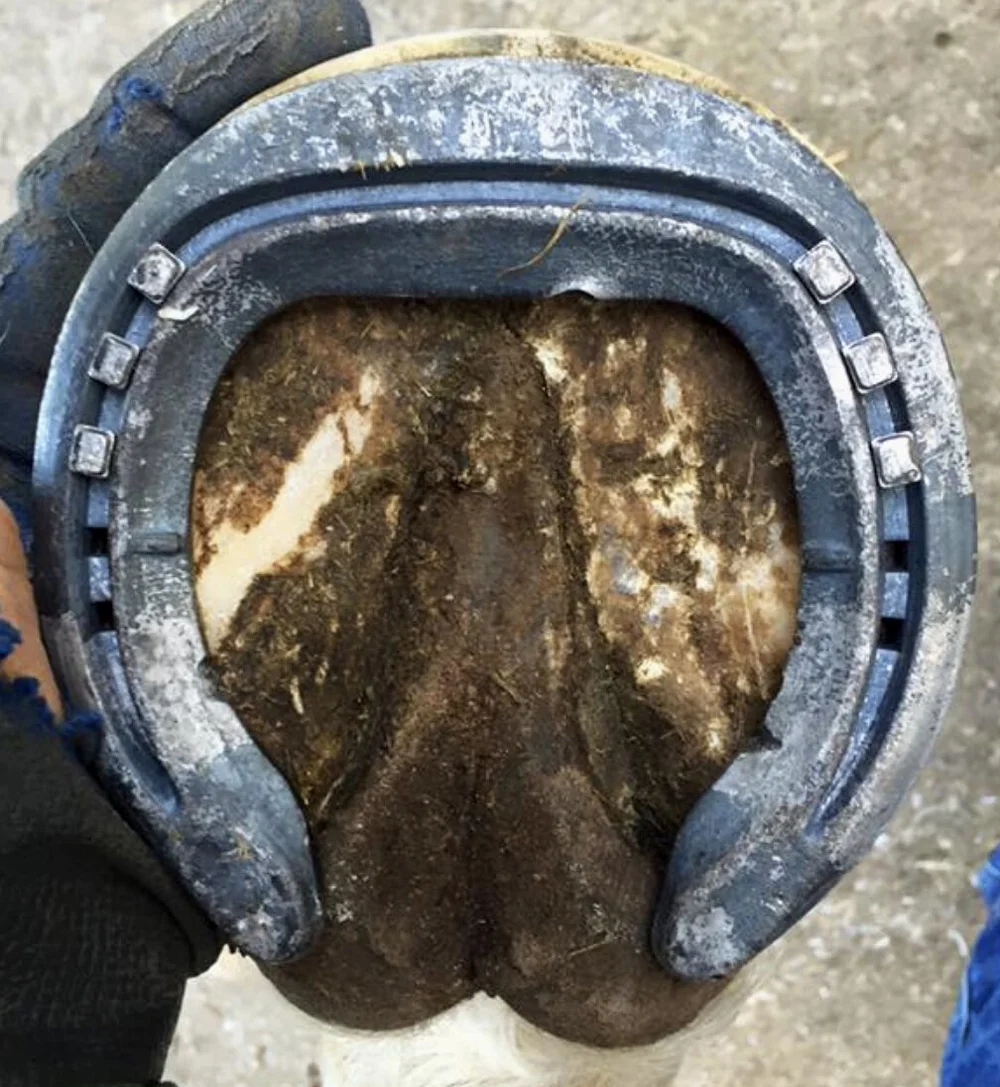 Total 35+ imagen natural balance shoes for navicular Abzlocal.mx