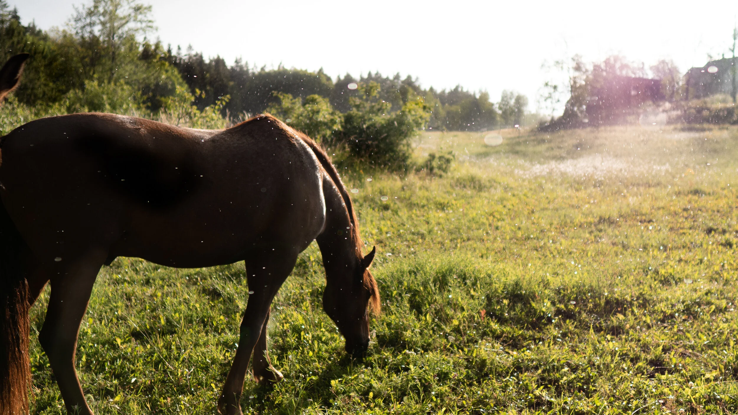Lyme Disease Article — Burlington Equine Veterinary Services