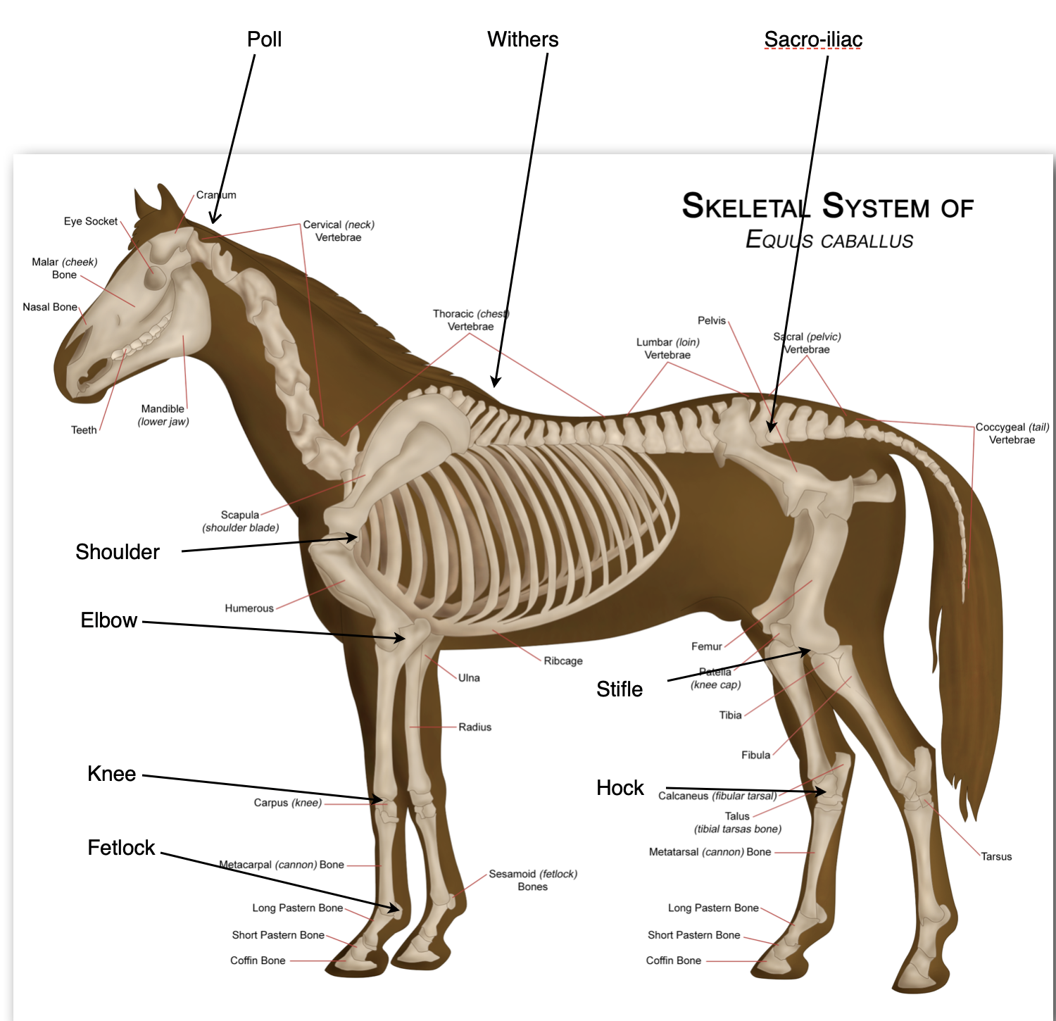 Equine Anatomy Burlington Equine Veterinary Services