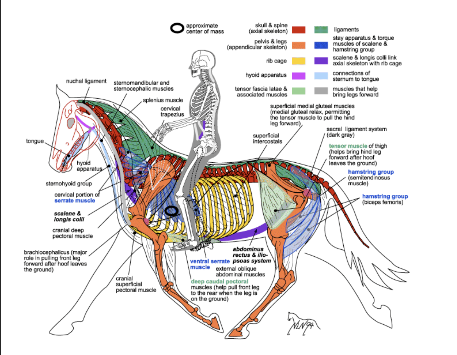 Equine Anatomy Chart