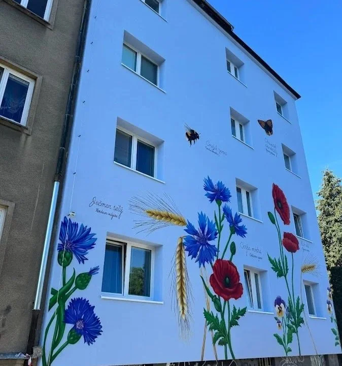 Rozkvetlá louka v Olomouci (Polská)