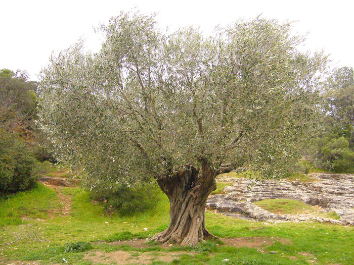 Olivenbaum.jpg