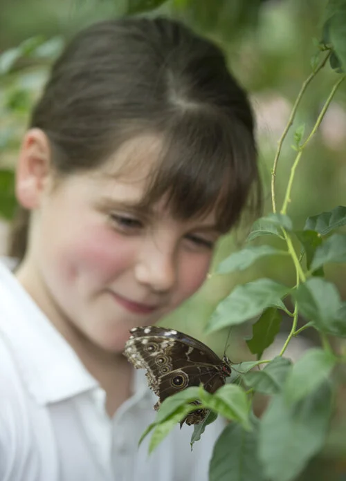 Tropical Butterfly House in the Cotswolds — Berkeley Castle
