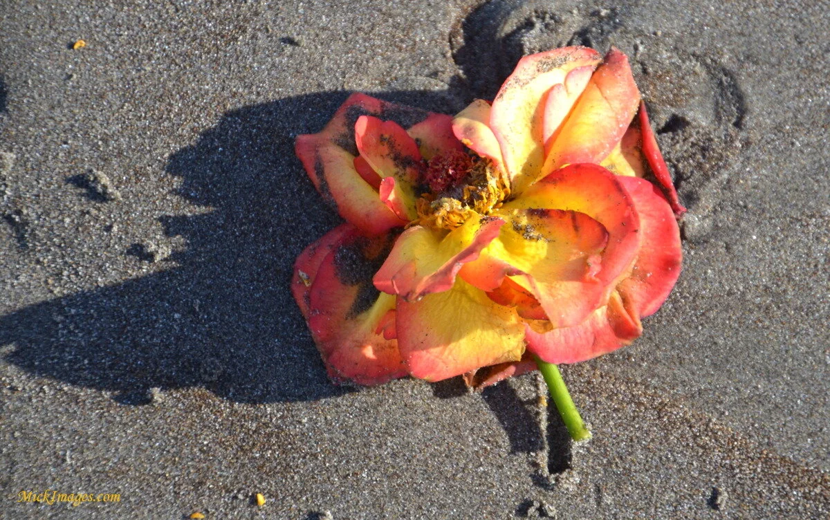 Rose-Sand-MickImages.com.JPG