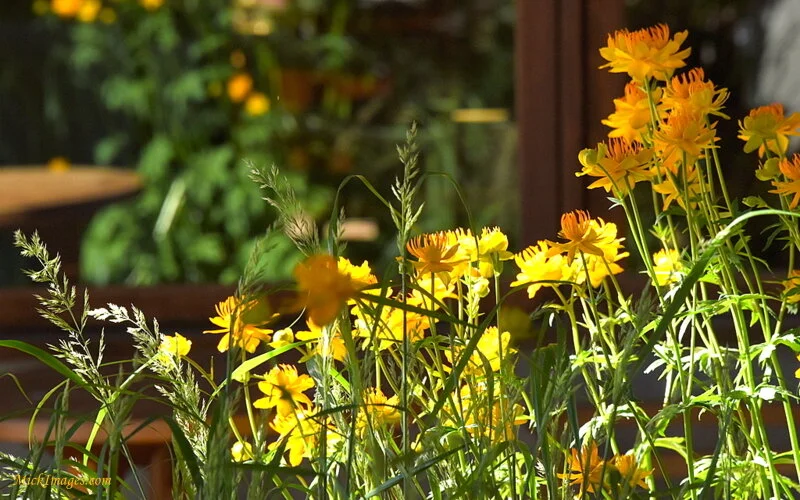 Yellow-Flowers-Sun- Shade-MickImages.com.JPG