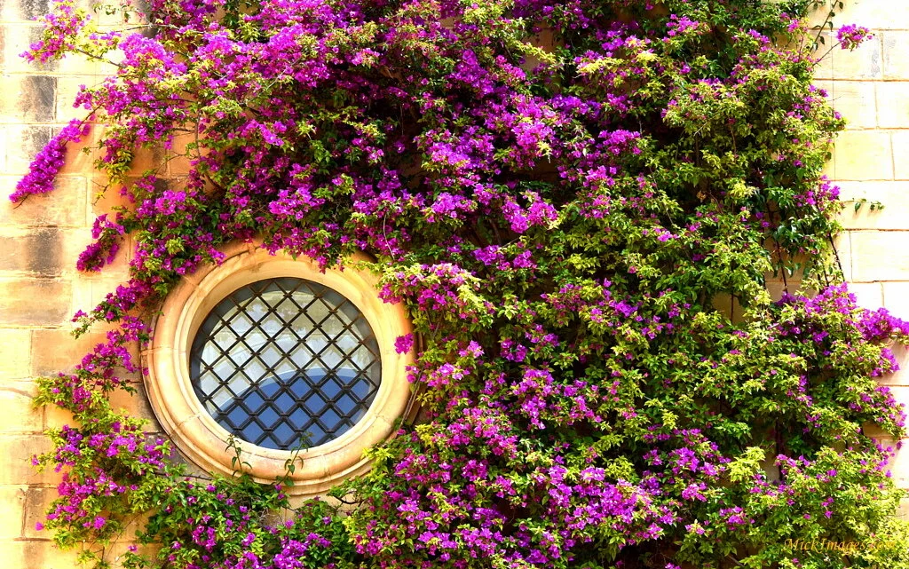 Bougainvillea-Clad-Wall-Valetta-MickImages.com.JPG