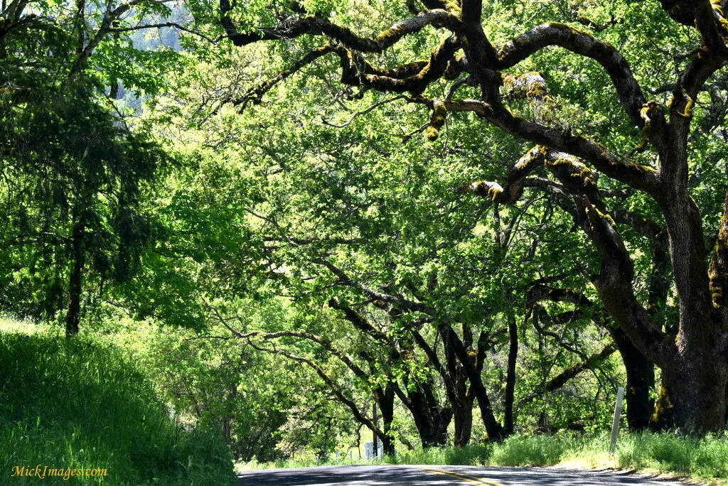 Leafy-Tunnel-Sonoma-CA-MickImages.com.JPG