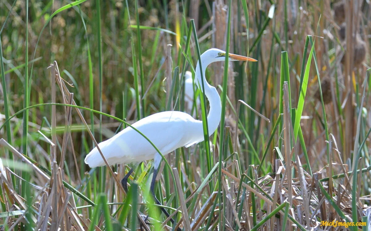 Birds-Africa-MickImages (1).JPG