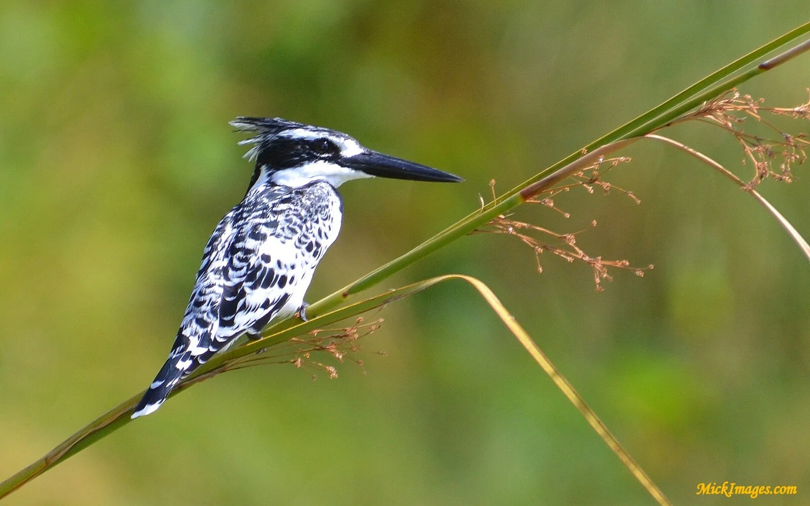 Birds-Africa-MickImages (4).jpg