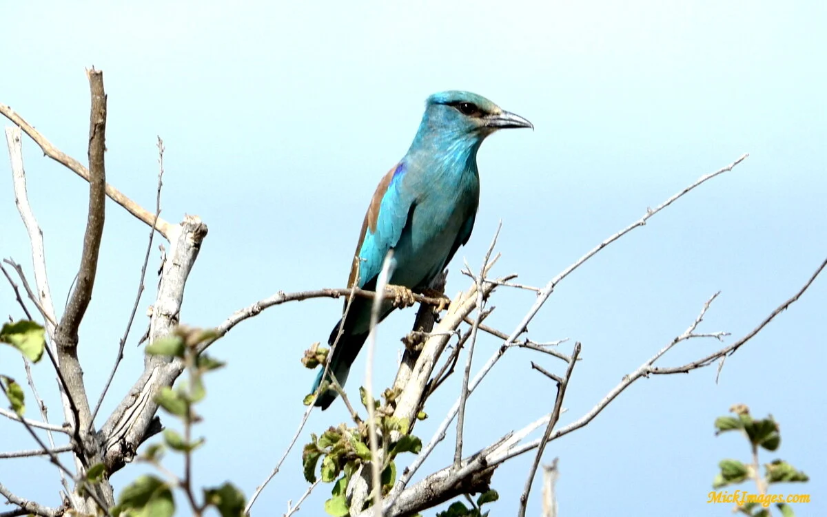 Birds-Africa-MickImages (6).JPG