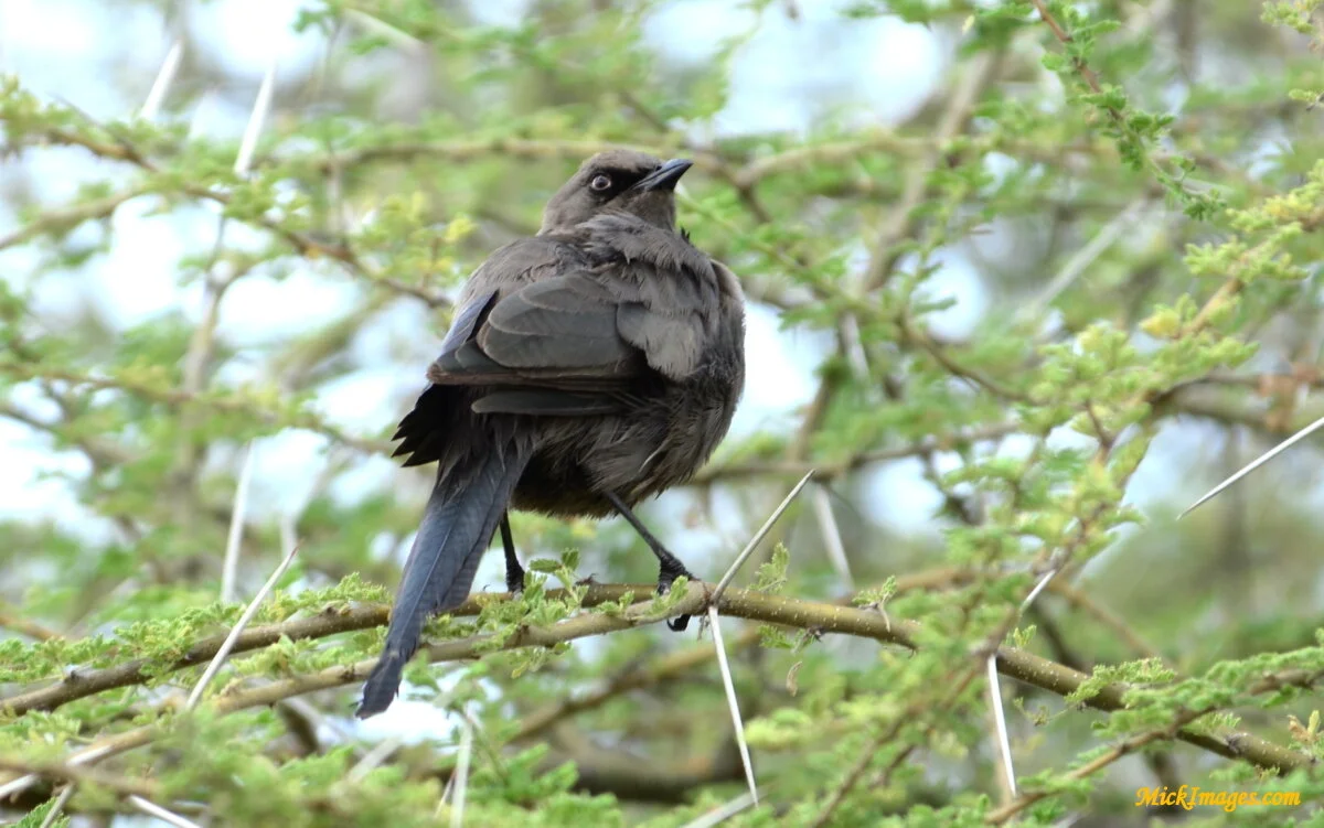 Birds-Africa-MickImages (5).JPG