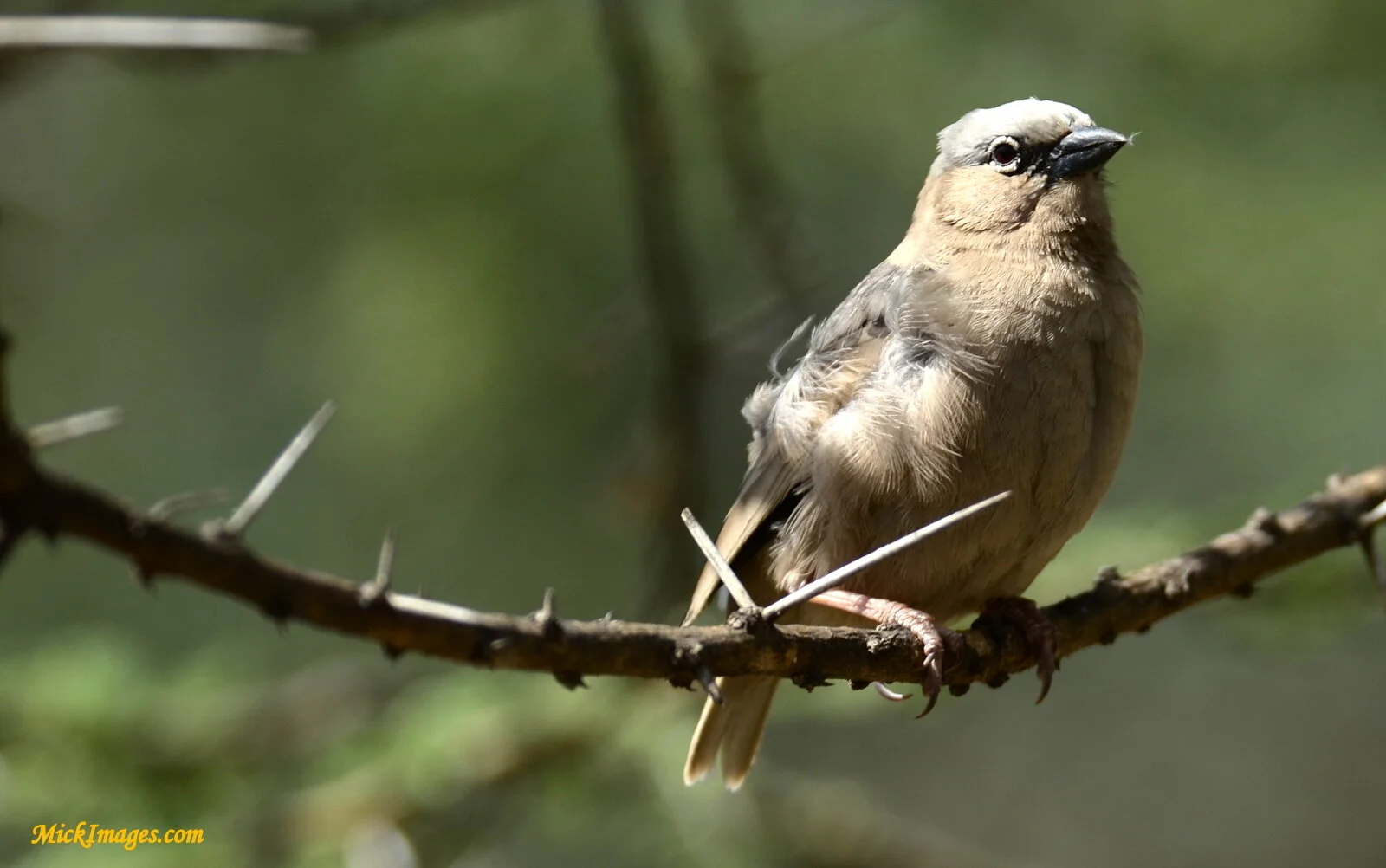 Birds-Africa-MickImages (10).JPG