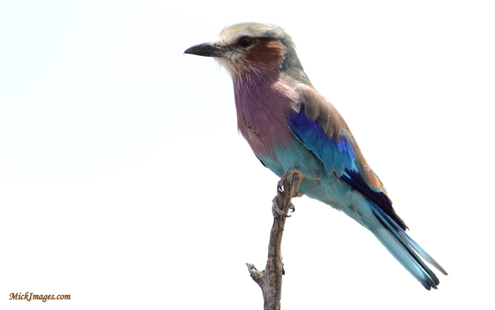 Birds-Africa-MickImages (11).JPG