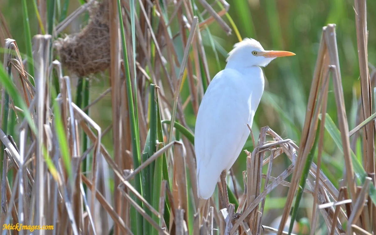 Birds-Africa-MickImages (12).jpg