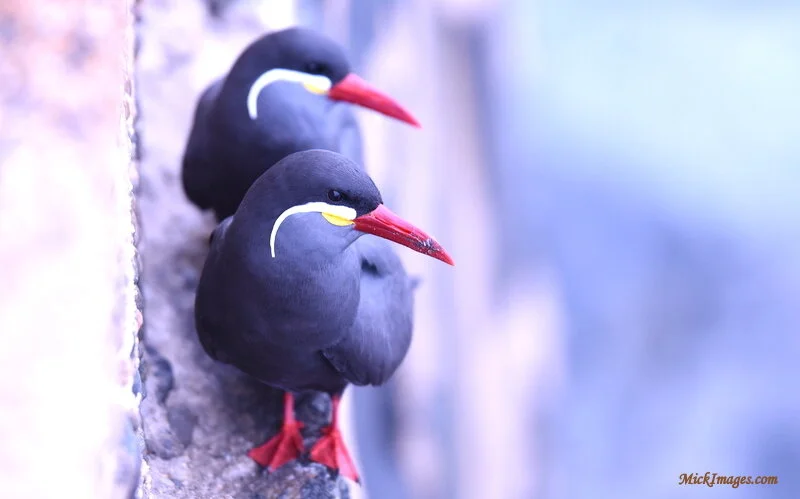 Inca-Tern-Pair-MickImages.com.JPG