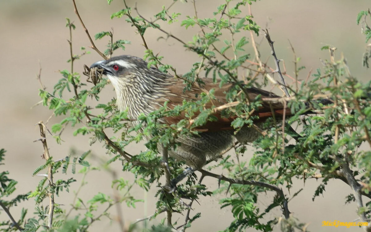 Birds-Africa-MickImages (7).JPG