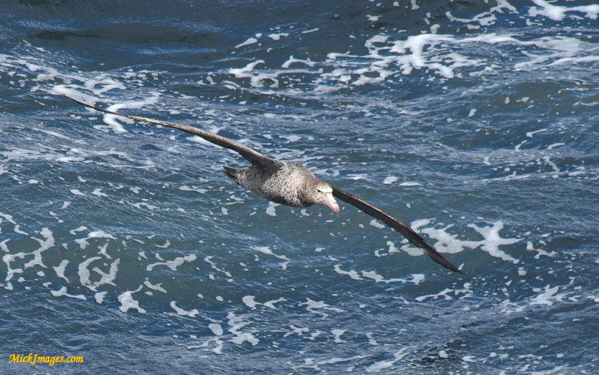 Antarctic-Wandering-Albatross-MickImages.com.JPG