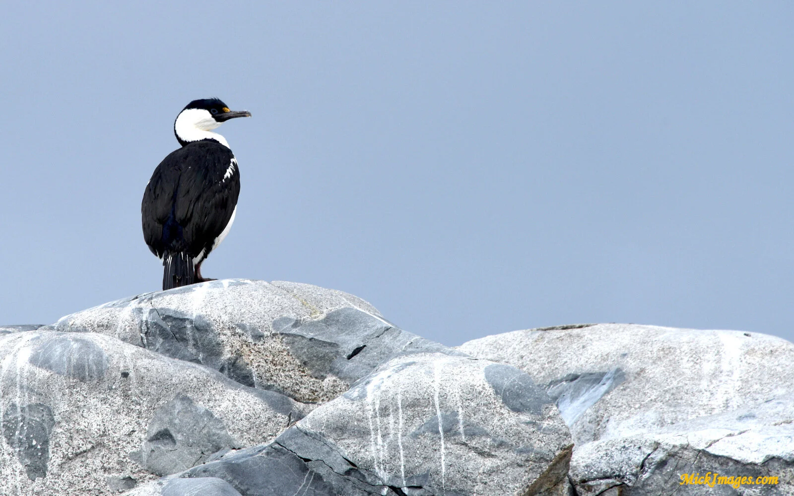 Antarctic-Cormorant-MickImages.com.JPG