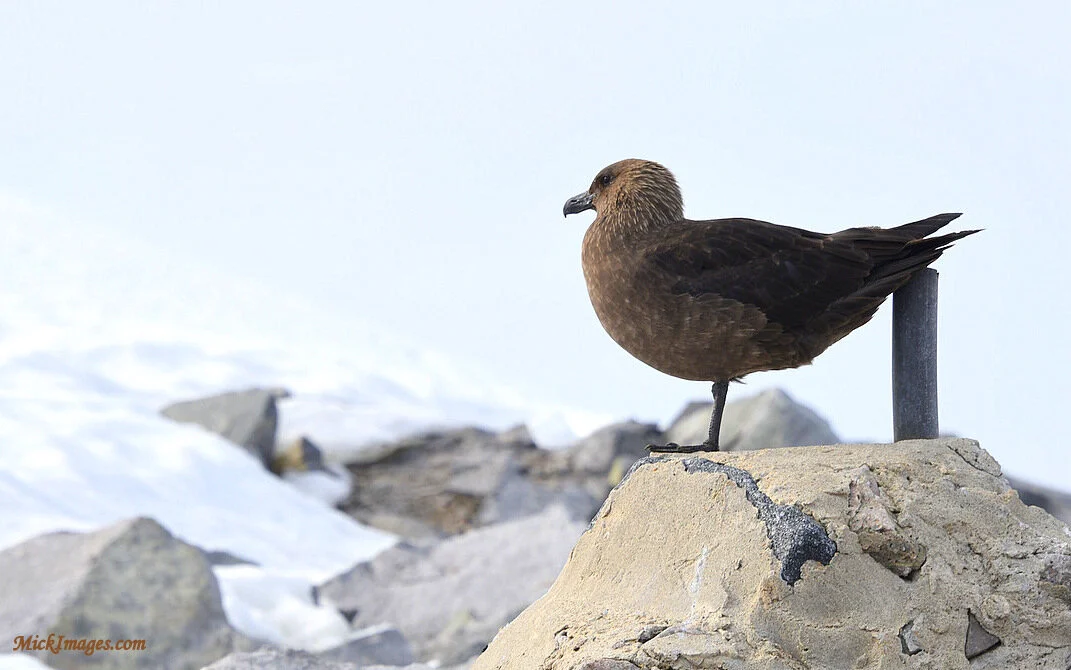 Antarctic-Skua-MickImages.com.JPG